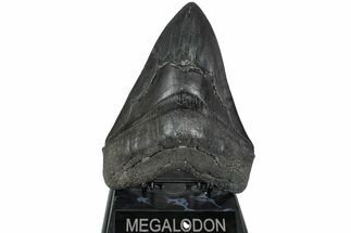 Fossil Megalodon Tooth - Foot Mega Shark! #223928