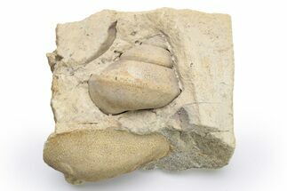 Ordovician Gastropod & Mollusk Fossil Association - Wisconsin #224259