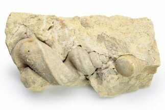 Ordovician Gastropod (Lophospira) Fossil - Wisconsin #224360