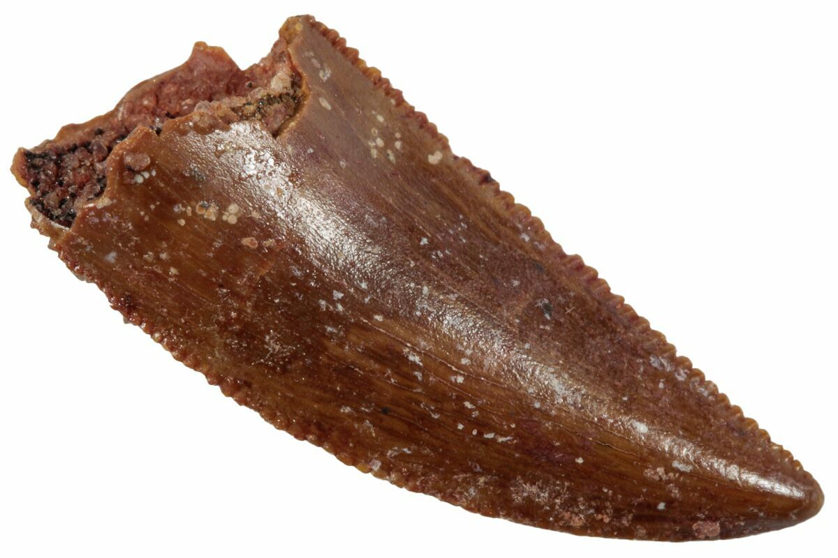 Serrated, .7" Raptor Tooth Real Dinosaur Tooth (224166) For Sale