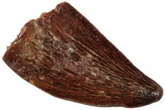 Raptor Tooth - Real Dinosaur Tooth #224189