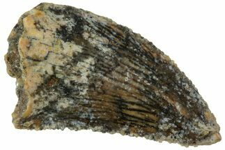 Serrated, Raptor Tooth - Real Dinosaur Tooth #224192