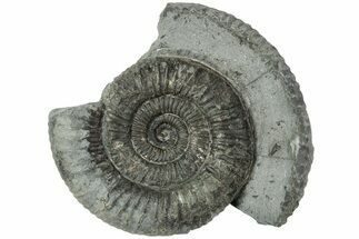 Ammonite (Dactylioceras) Fossil - England #223857