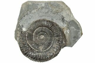 Ammonite (Dactylioceras) Fossil - England #223863