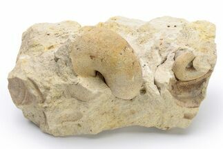 Ordovician Gastropod (Clathrospira) Fossil - Wisconsin #224279
