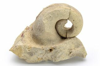 Ordovician Gastropod (Salpingostoma) Fossil - Wisconsin #224300