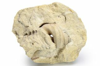 Ordovician Gastropod (Trochonema) Fossil - Wisconsin #224316
