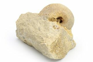 Ordovician Gastropod (Sinuites) Fossil - Wisconsin #224318