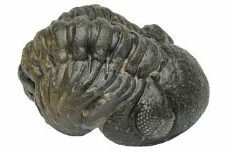 Wide Curled Austerops Trilobite - Morocco #224080