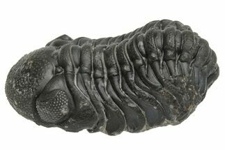 Wide Curled Austerops Trilobite - Morocco #224082