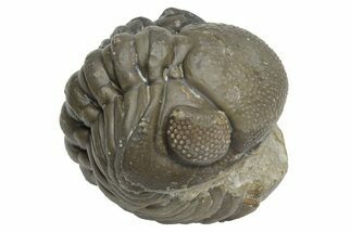 Wide, Enrolled Austerops Trilobite - Morocco #224111