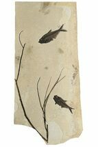 Tall Fossil Fish & Branch Plate - Spectacular Wall Display #224608