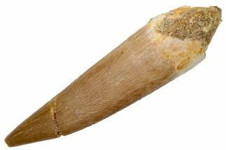 Fossil Plesiosaur (Zarafasaura) Tooth - Morocco #224453
