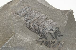 Pennsylvanian Fossil Fern (Neuropteris) Plate - Kentucky #224635