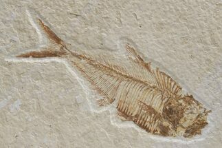 Fossil Fish (Diplomystus) - Green River Formation #224652