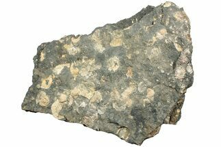 Pennsylvanian Fossil Brachiopod Plate - Kentucky #224693