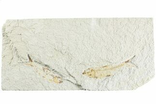 Two Detailed Fossil Fish (Knightia) - Wyoming #224557