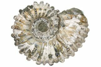 Bumpy Ammonite (Douvilleiceras) Fossil - Madagascar #224609
