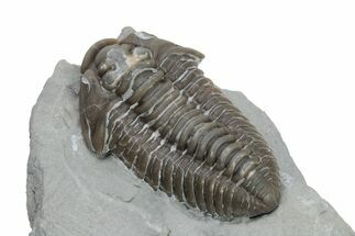 Long Prone Flexicalymene Trilobite Meeki - Monroe, Ohio #224888