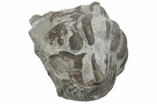 Bargain, Wide Enrolled Flexicalymene Trilobite - Mt Orab, Ohio #225004