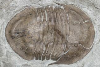 Long, Prone Isotelus Brachycephalus Trilobite - Ohio #225039