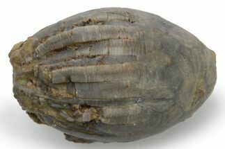 Fossil Crinoid (Eucalyptocrinites) Crown - Indiana #224943