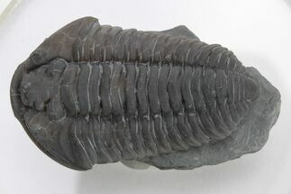 Long Prone Flexicalymene Trilobite - Mt Orab, Ohio #224971