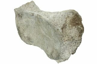 Fossil Whale Cervical Vertebra - Yorktown Formation #224055