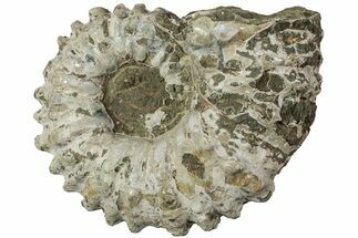 Bumpy Ammonite (Douvilleiceras) Fossil - Madagascar #224587