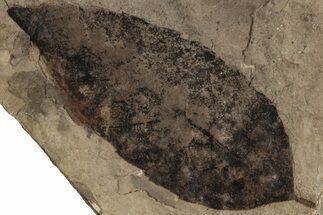 Fossil Leaf (Fagus) - McAbee Fossil Beds, BC #224875