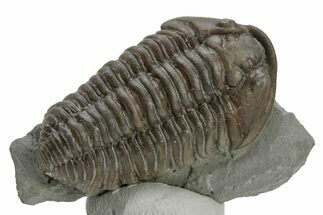 Long Prone Flexicalymene Trilobite - Mt Orab, Ohio #224956