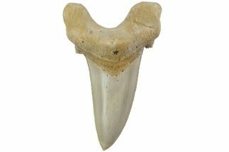 Serrated Sokolovi (Auriculatus) Shark Tooth - Dakhla, Morocco #225214