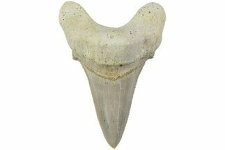 Serrated Sokolovi (Auriculatus) Shark Tooth - Dakhla, Morocco #225215