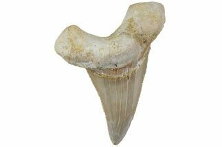 Serrated Sokolovi (Auriculatus) Shark Tooth - Dakhla, Morocco #225226