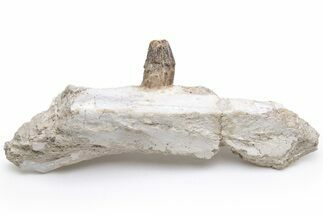 Fossil Primitive Whale (Pappocetus) Jaw Section - Morocco #225288