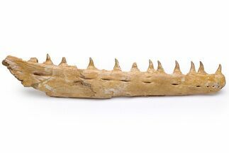 Mosasaur Jaw with Eleven Teeth - Morocco #225308