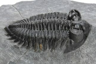 Coltraneia Trilobite Fossil - Huge Faceted Eyes #225319