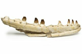 Partial Mosasaur Jaw with Seven Teeth - Morocco #225330