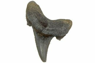 Serrated Sokolovi (Auriculatus) Shark Tooth - Dakhla, Morocco #225235