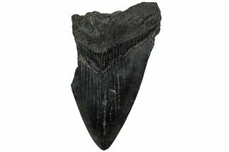 Partial Megalodon Tooth #194065