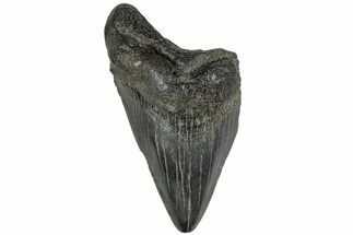 Partial Megalodon Tooth #194068