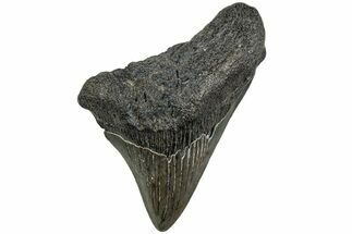 Partial Megalodon Tooth #194074