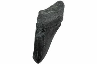 Partial Megalodon Tooth #194075