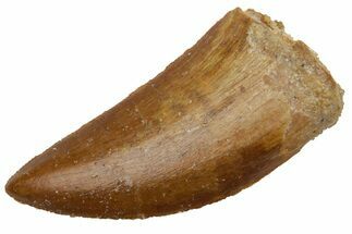 Serrated, Carcharodontosaurus Tooth - Real Dinosaur Tooth #225493