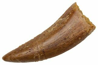 Serrated, Carcharodontosaurus Tooth - Real Dinosaur Tooth #225494