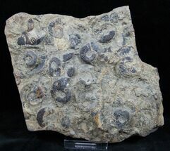 Plate of Pyritized Ammonites - Oujda, Morocco #13726