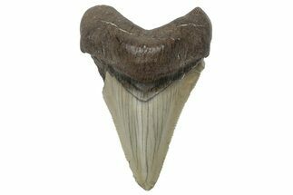 Serrated, Chubutensis Tooth - Megalodon Ancestor #225314