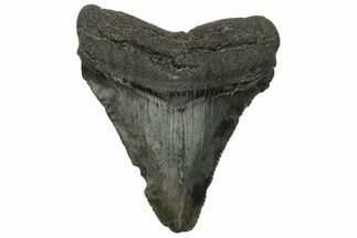 Serrated, Chubutensis Tooth - Megalodon Ancestor #225315