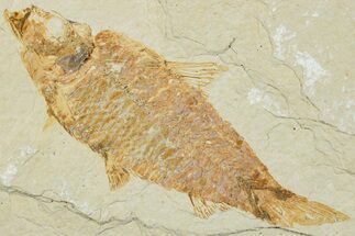 Fossil Fish (Knightia) - Green River Formation #224496