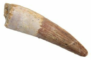 Cretaceous Ceratodus Lungfish tooth fish fossil Dinosaur beds Morocco 
